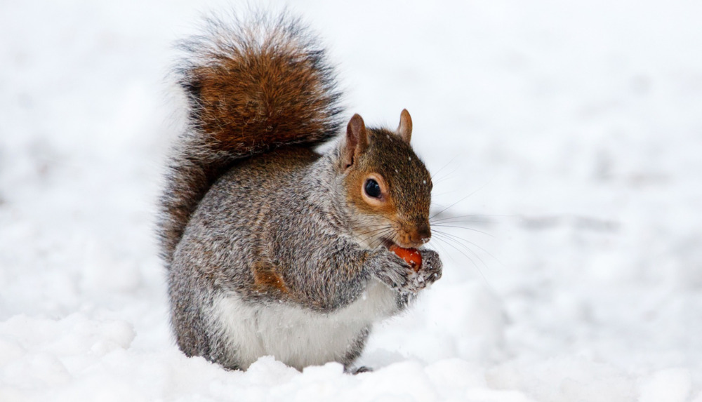 Squirrel / Pixabay