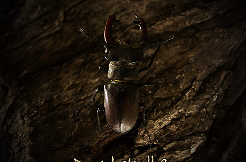 Daniel Hiatt & Nadine de Macedo - Beneath the Shell